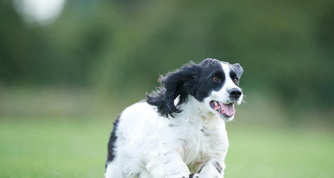 Dermatosis FP Trockenfutter für Hunde